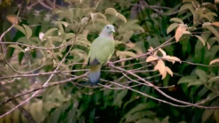 Farrow & Ball Estate Treron No.292 Matt Emulsion Paint, 2.5L -Hammerite Shop farrow ball estate treron no 292 matt emulsion paint 2 5l5029496889222 lcl en